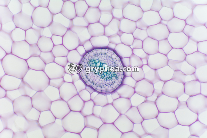 Rhizome de Fougère x25 - gryphea.com